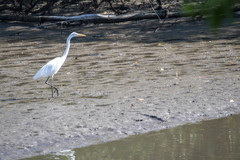 Ardea alba