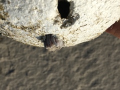 Amphibalanus amphitrite