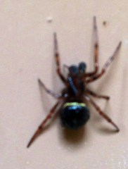 Steatoda hespera