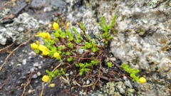 Hudsonia ericoides