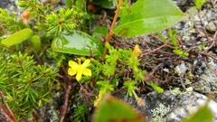 Hudsonia ericoides