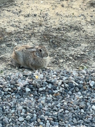iNaturalist observation 2024-10-08