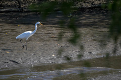 Ardea alba