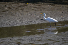 Ardea alba
