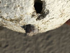 Amphibalanus amphitrite