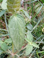 Prunella vulgaris