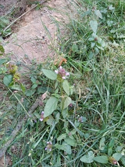 Prunella vulgaris