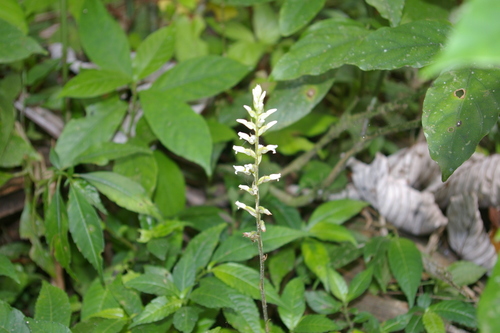 Image of Caribbean False Helmet Orchid (Microchilus plantagineus) by no rights reserved