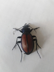 Carabus schoenherri