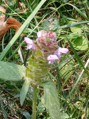 Prunella vulgaris