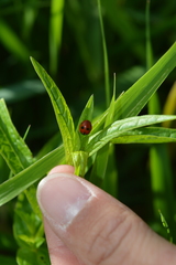 Coccinella quinquepunctata