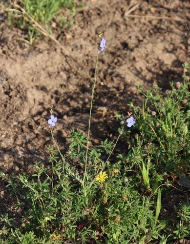 Image of Heliophila africana by (c) Tony Rebelo, some rights reserved (CC BY-SA)
