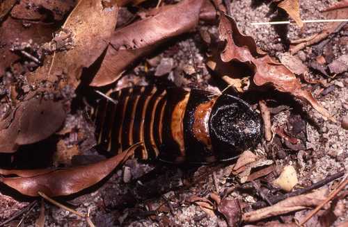 Dark Dwarf Hisser