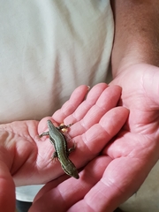 Podarcis muralis