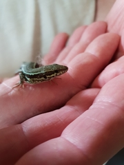 Podarcis muralis