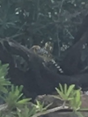 Trachyphonus erythrocephalus