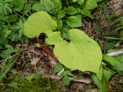 Aristolochia macrophylla