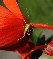 Meconema meridionale