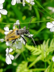 Brachyta interrogationis