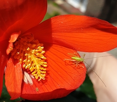 Meconema meridionale