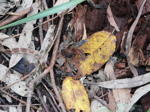 Engaeus affinis