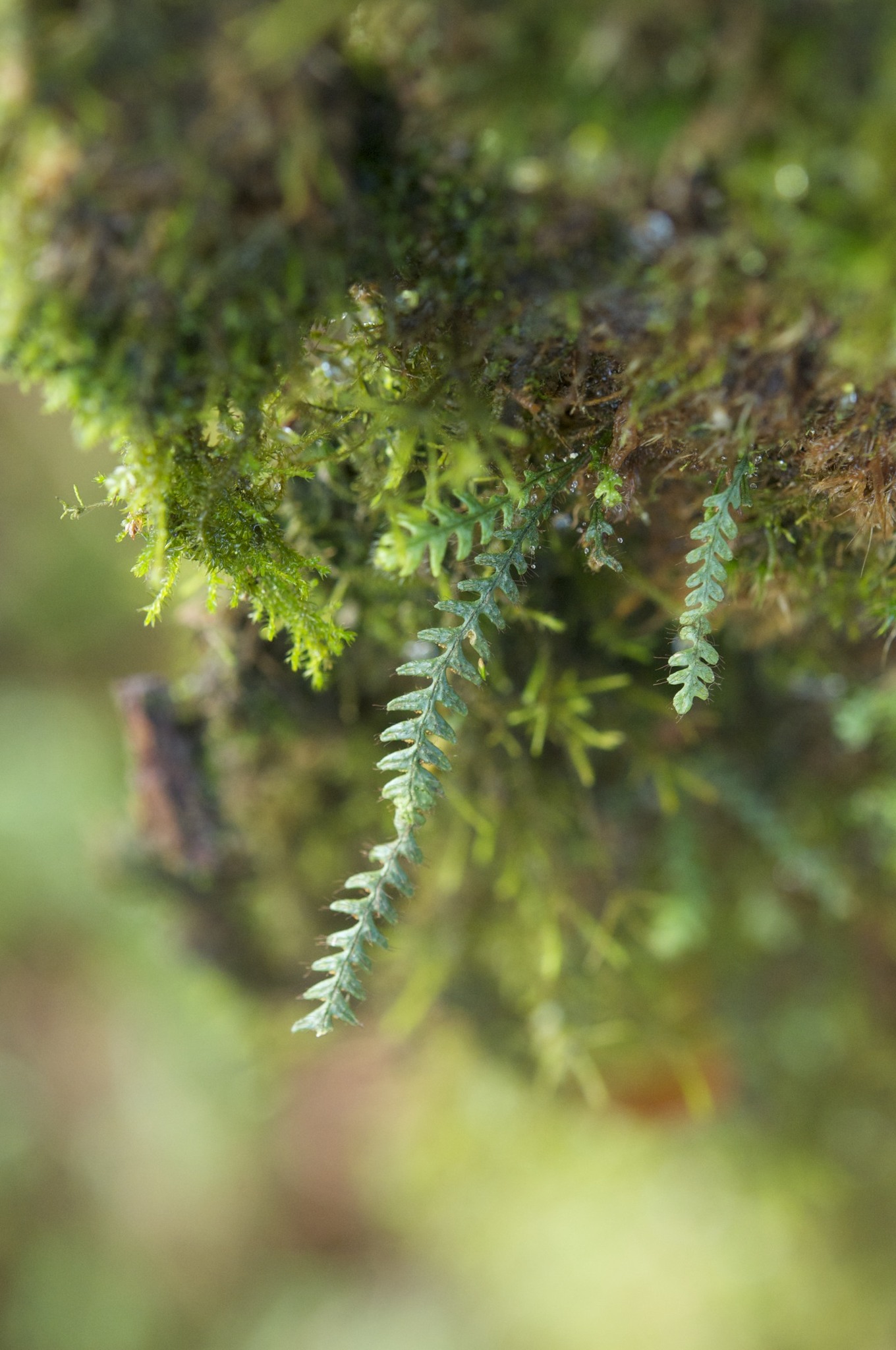 Micropolypodium