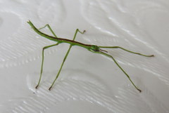 Acanthoxyla geisovii