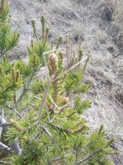 Pseudosermyle phalangiphora
