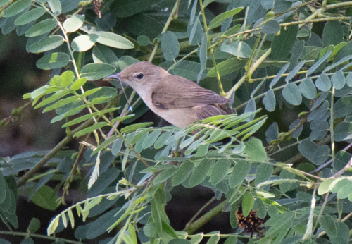 Carricero común (Acrocephalus scirpaceus)