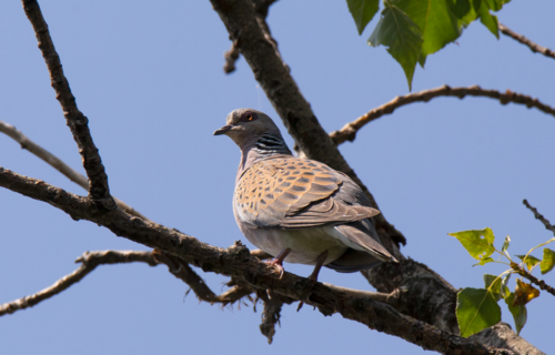 Tórtola europea (Streptopelia turtur)