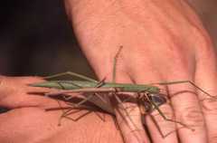 Apterograeffea marshallae