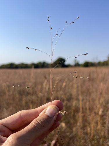 Prairie Panicgrass (Kellochloa brachyantha)