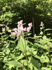 Koenigia campanulata