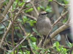 Mimus gundlachii