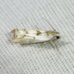 Microcrambus copelandi
