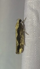 Agnippe prunifoliella
