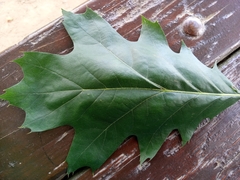 Quercus rubra