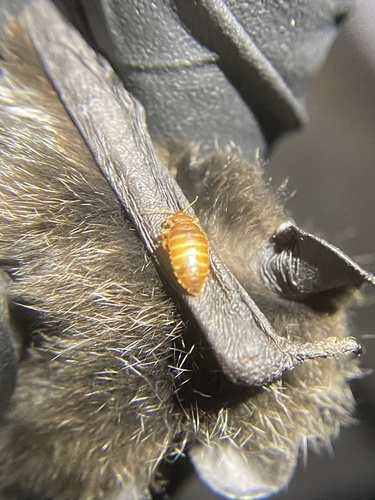 Bat bug