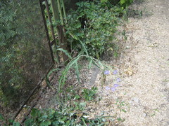 Lactuca tatarica