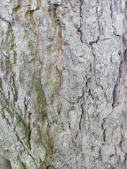 Quercus rubra