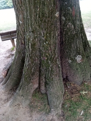 Quercus rubra