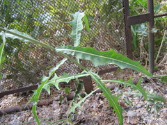 Lactuca tatarica