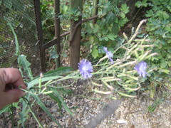 Lactuca tatarica
