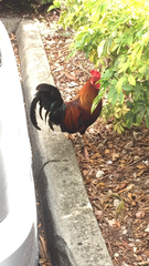 Gallus gallus domesticus