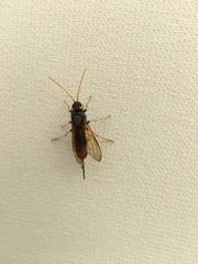 Urocerus gigas