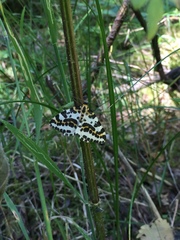 Abraxas grossulariata