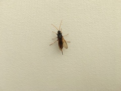 Urocerus gigas