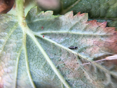 Heliothrips haemorrhoidalis