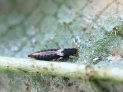 Heliothrips haemorrhoidalis