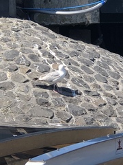 Larus argentatus